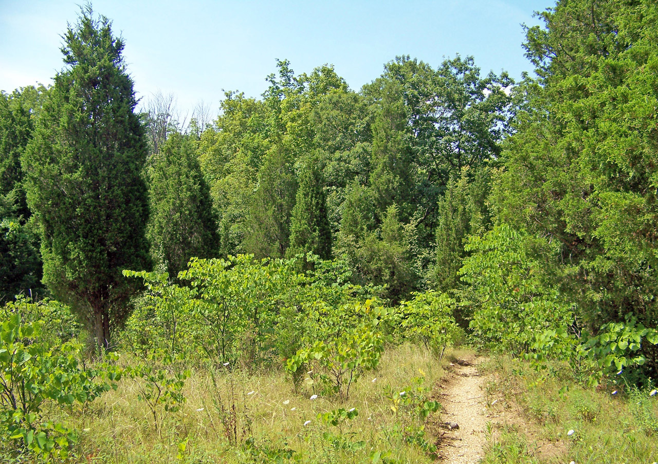 path woods trees free photo