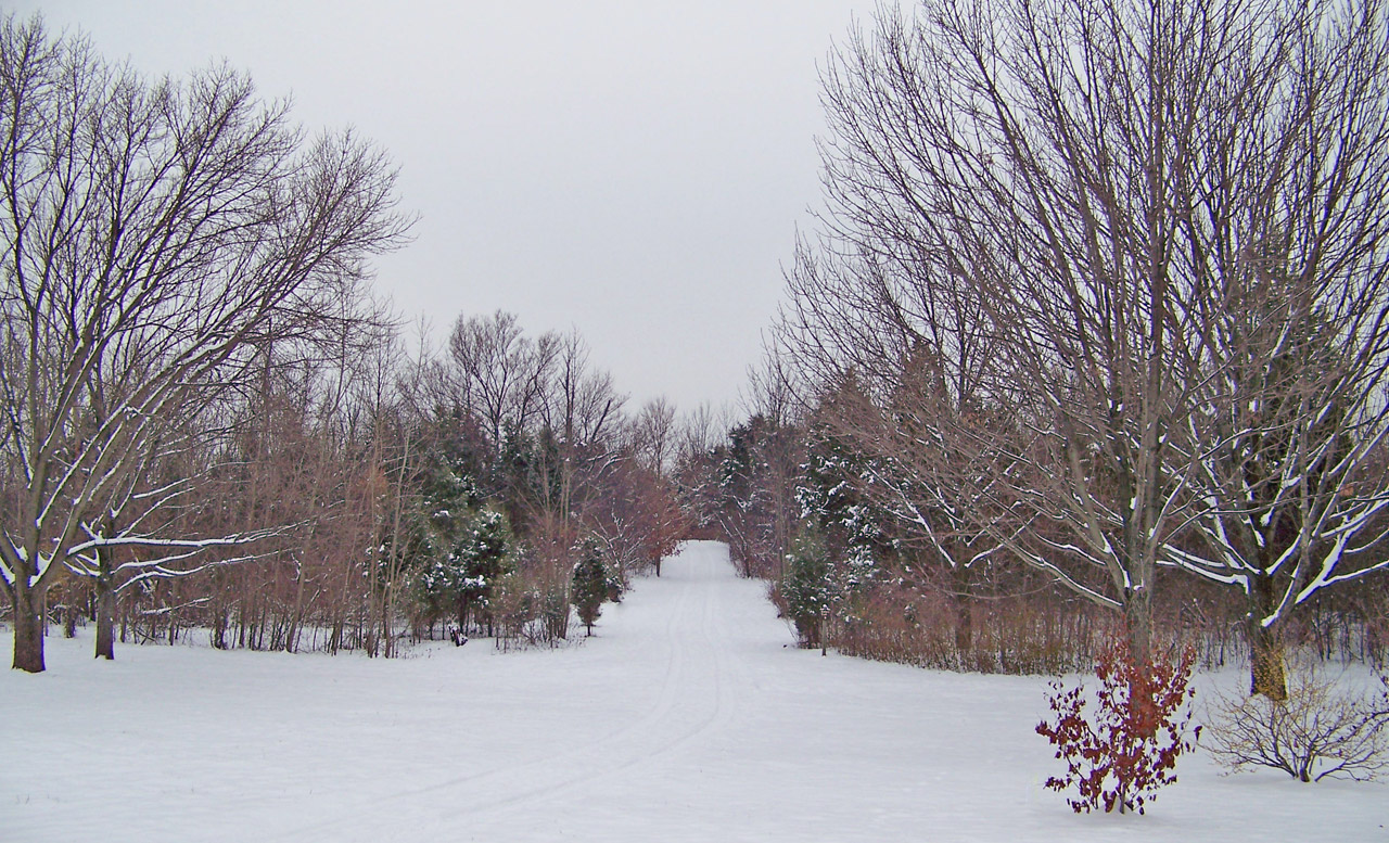 path woods snow free photo