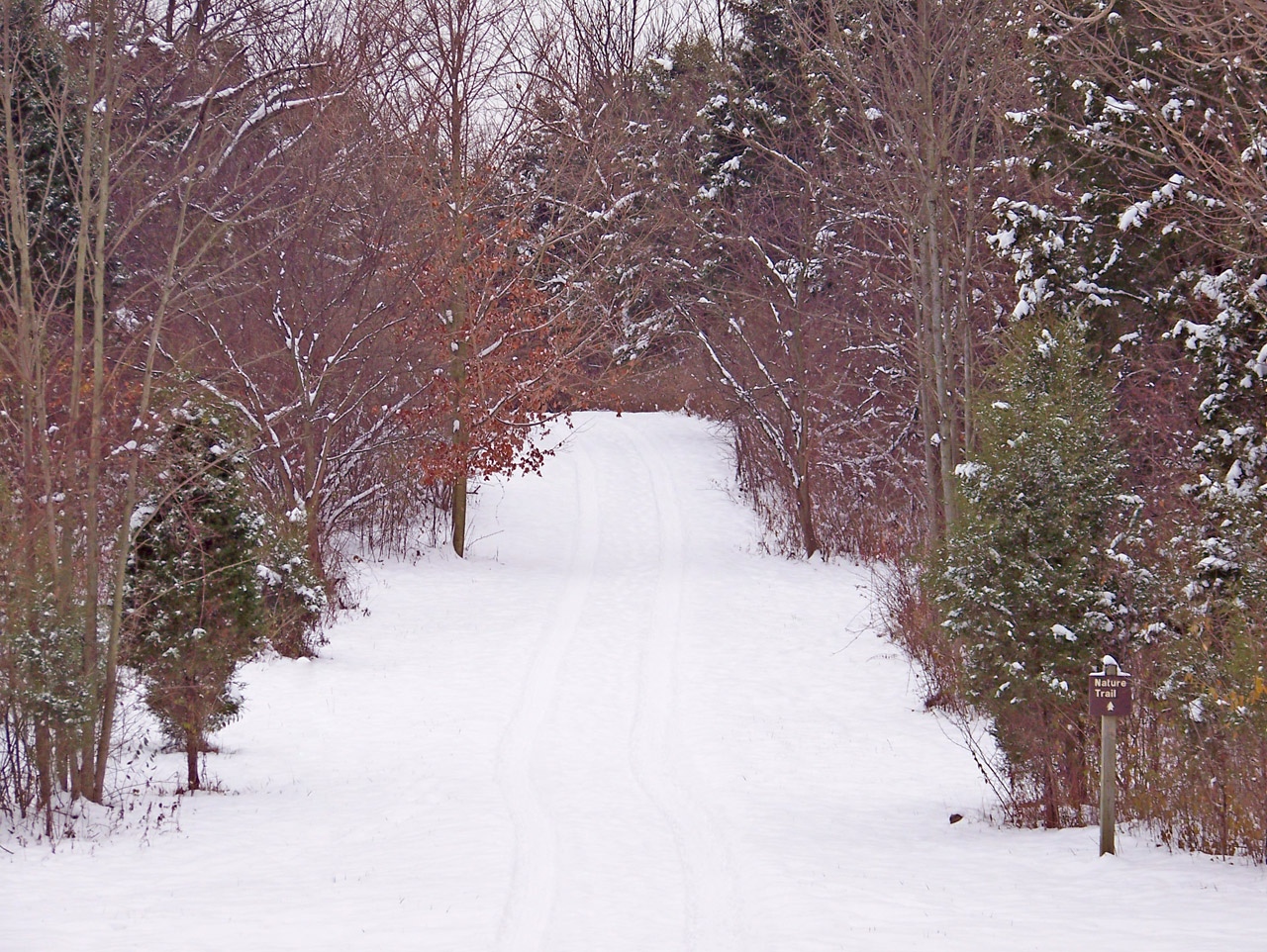 path woods snow free photo