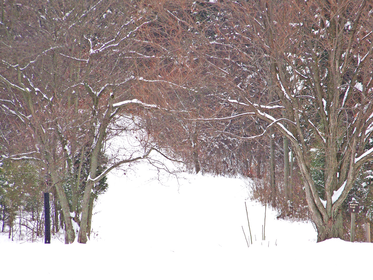 snow path woods free photo