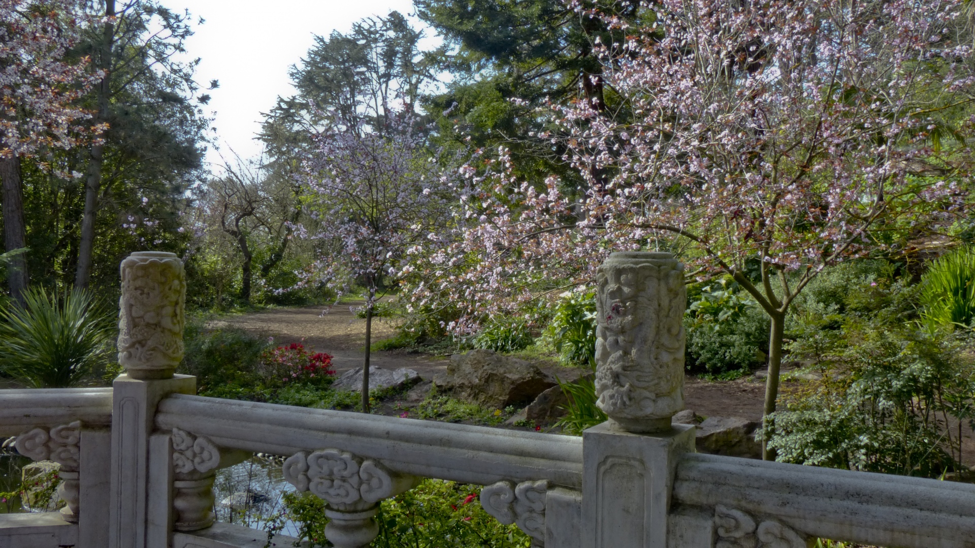 japanese path cherry blossoms path free photo