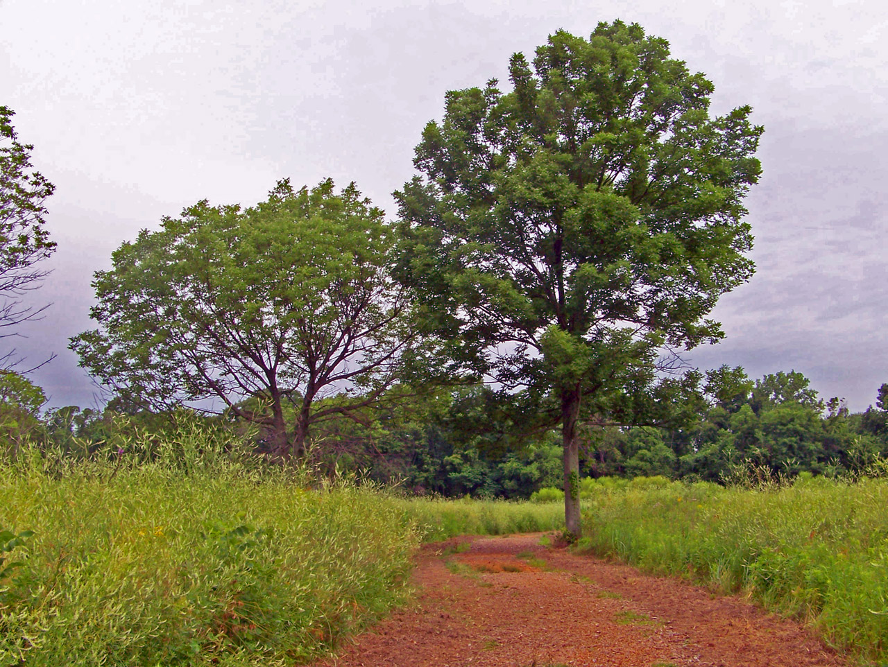 path field trees free photo