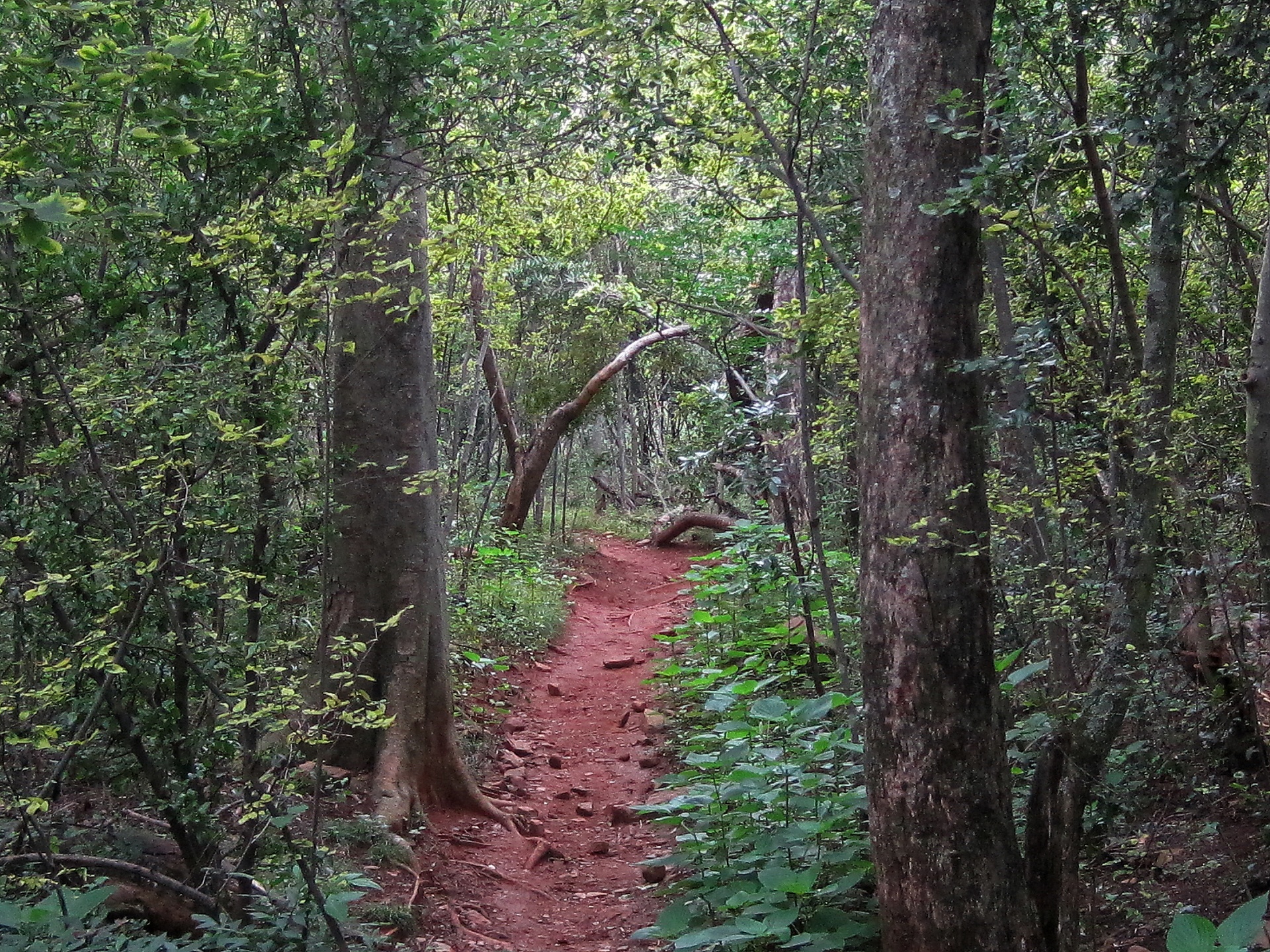 forest trees path free photo