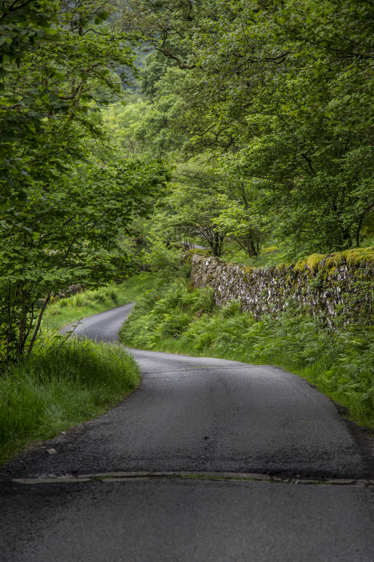 forest tree pathway free photo