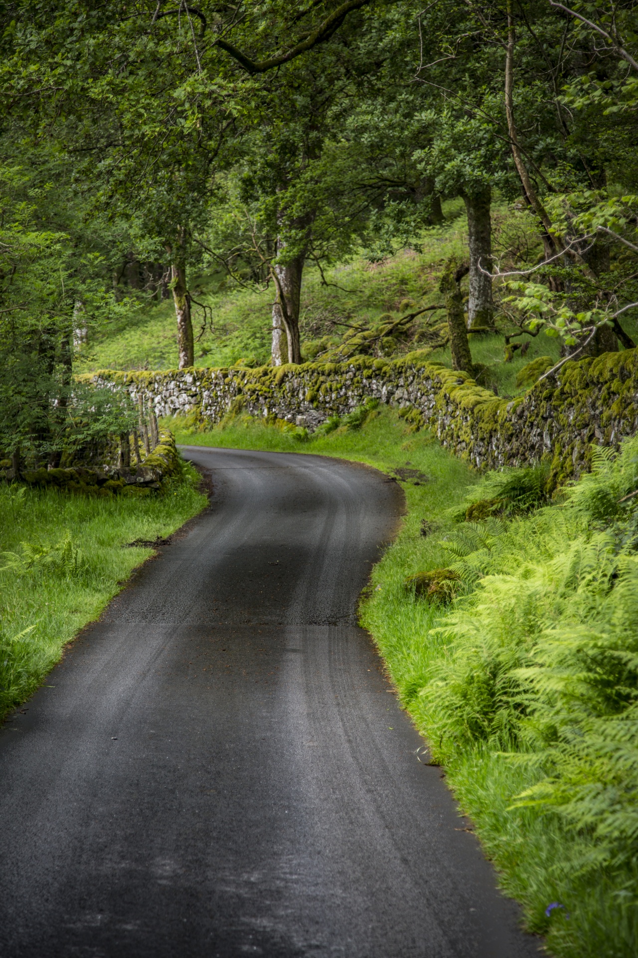 forest tree pathway free photo