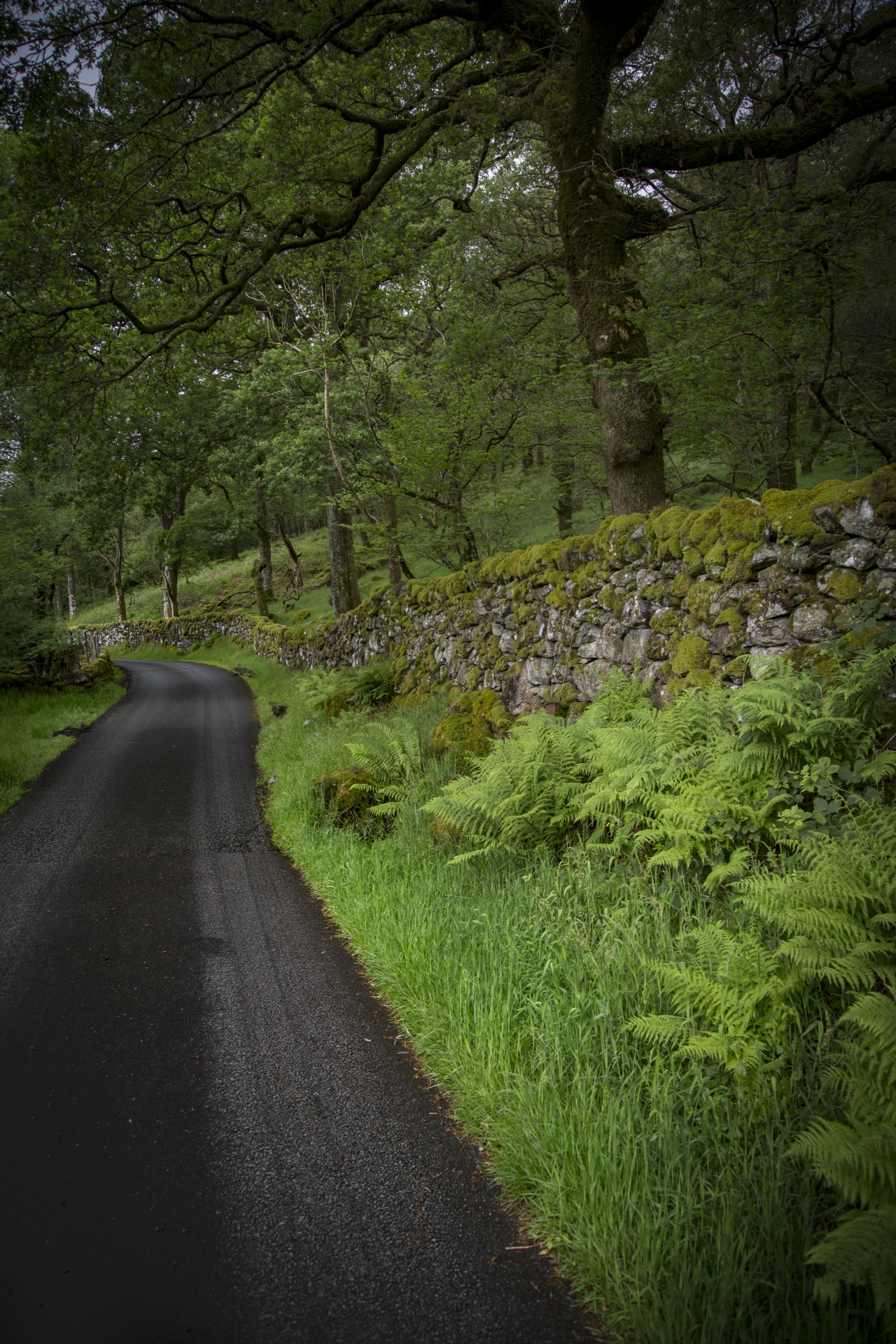 forest tree pathway free photo