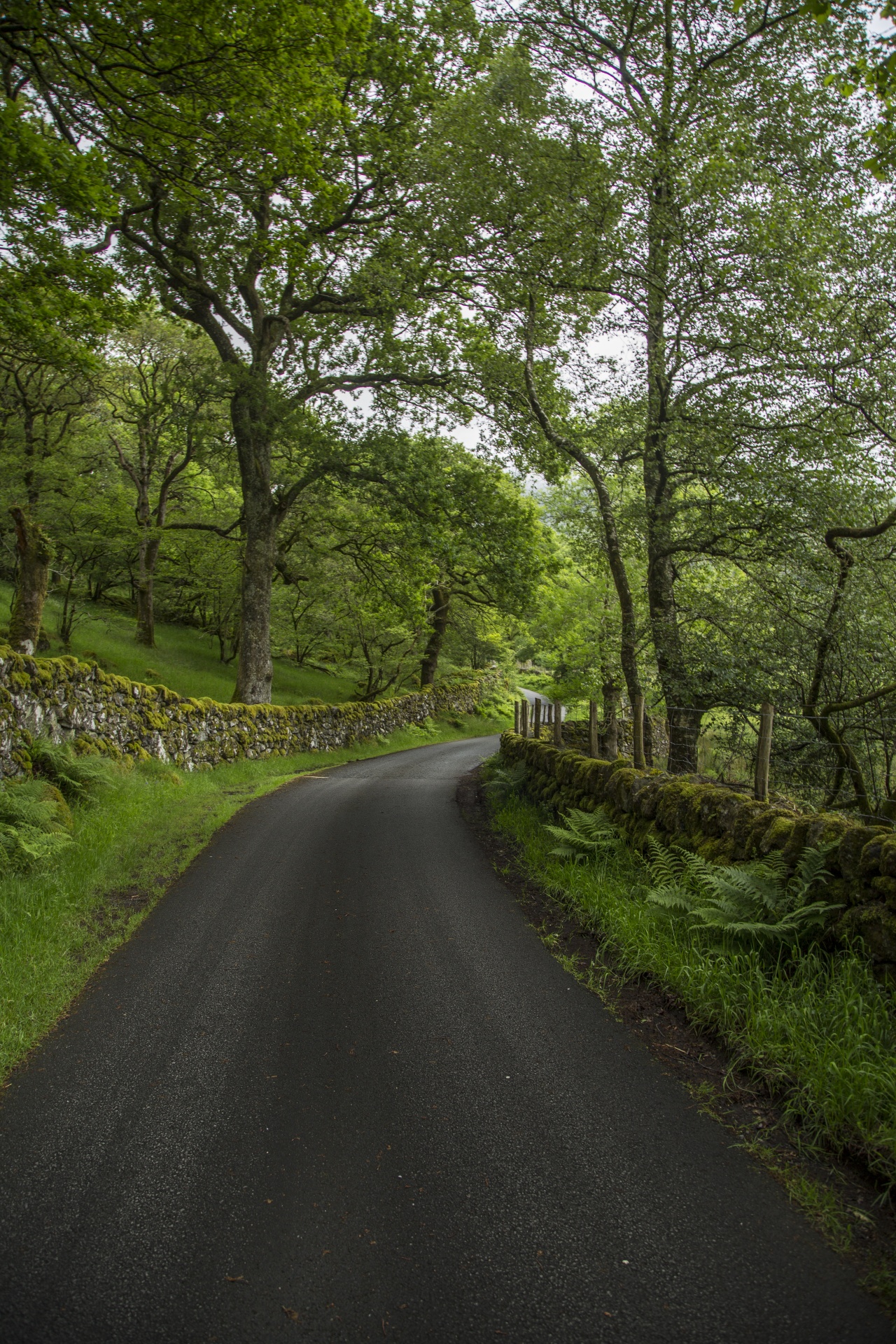 forest tree pathway free photo