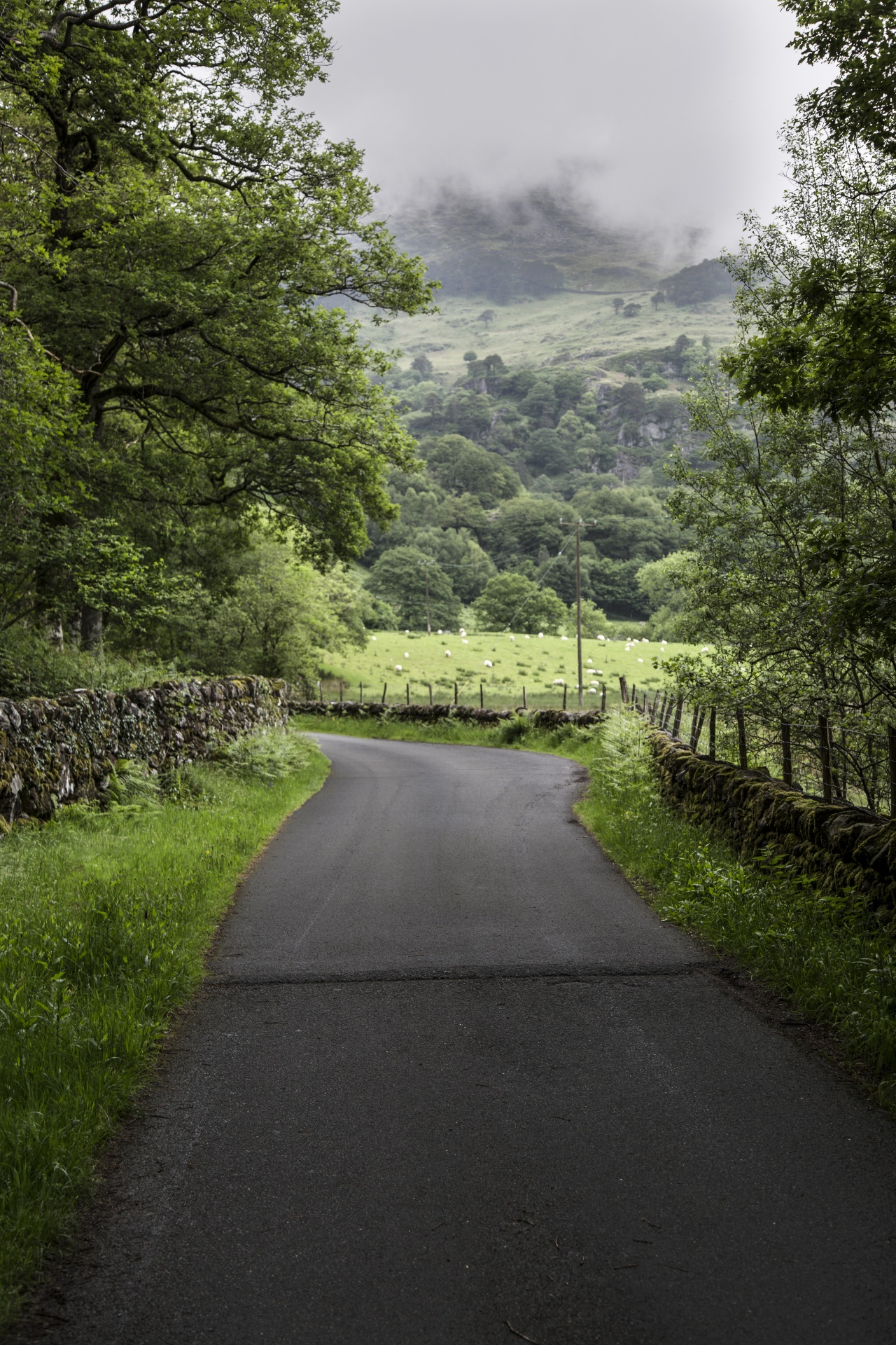 forest tree pathway free photo