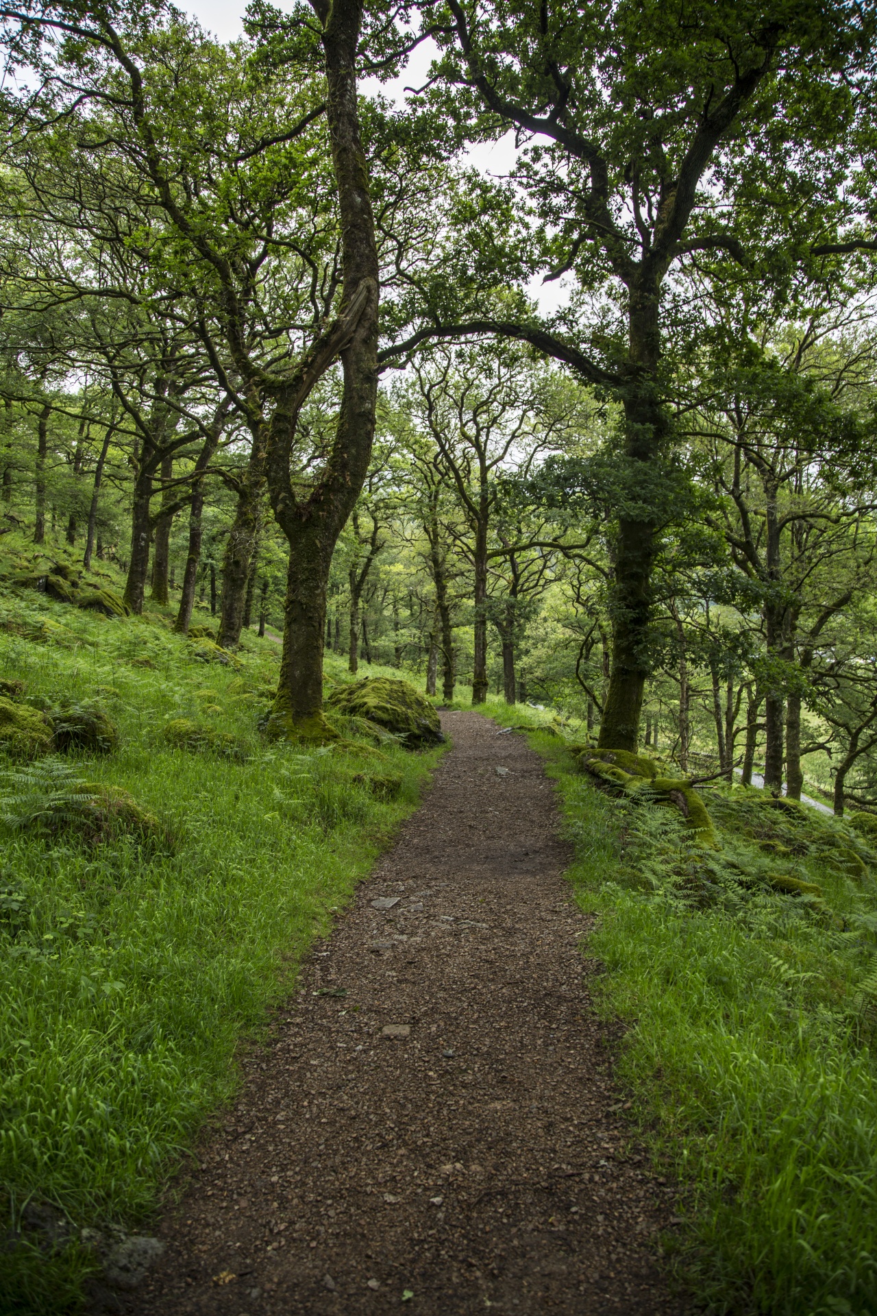 forest tree pathway free photo