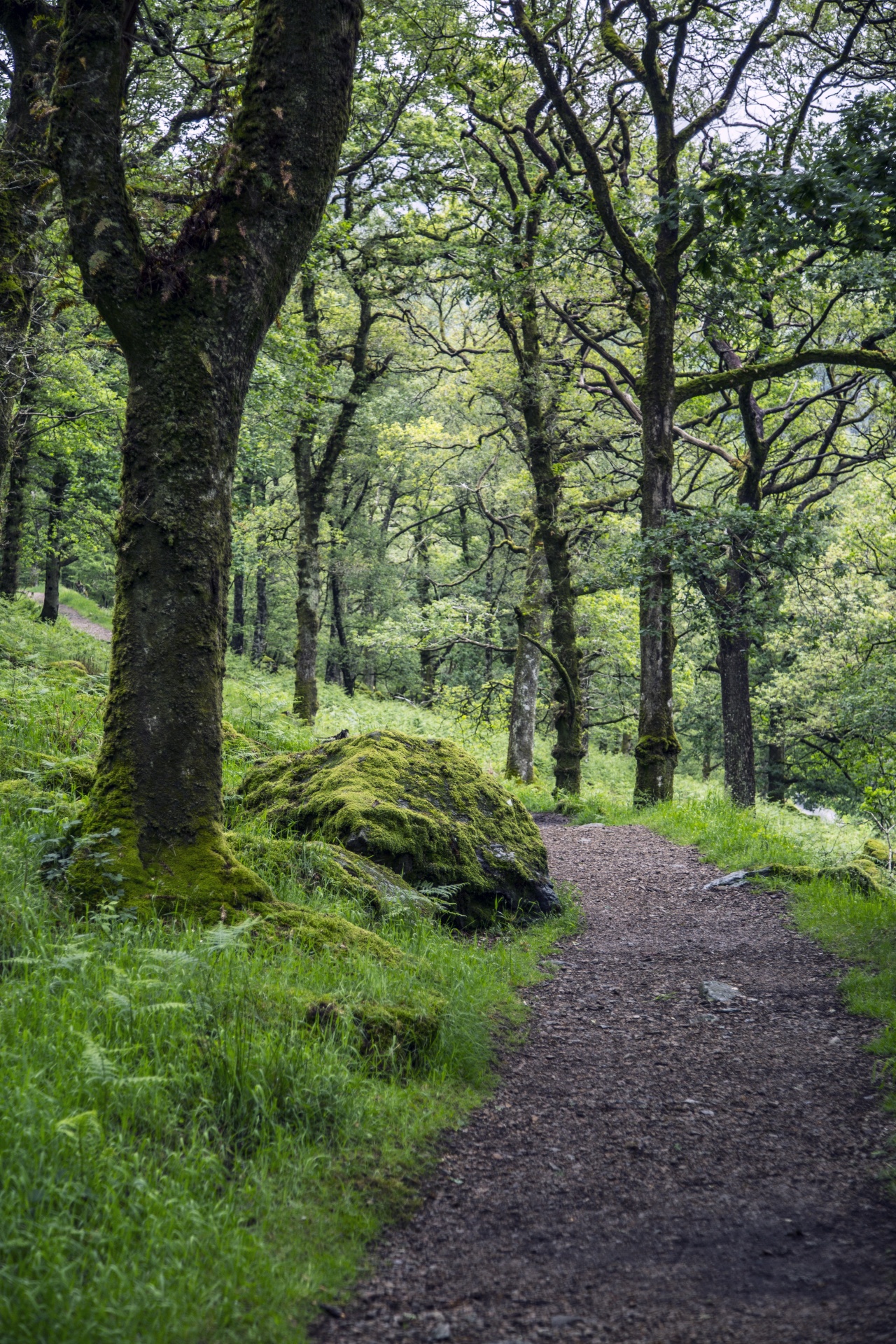 forest tree pathway free photo