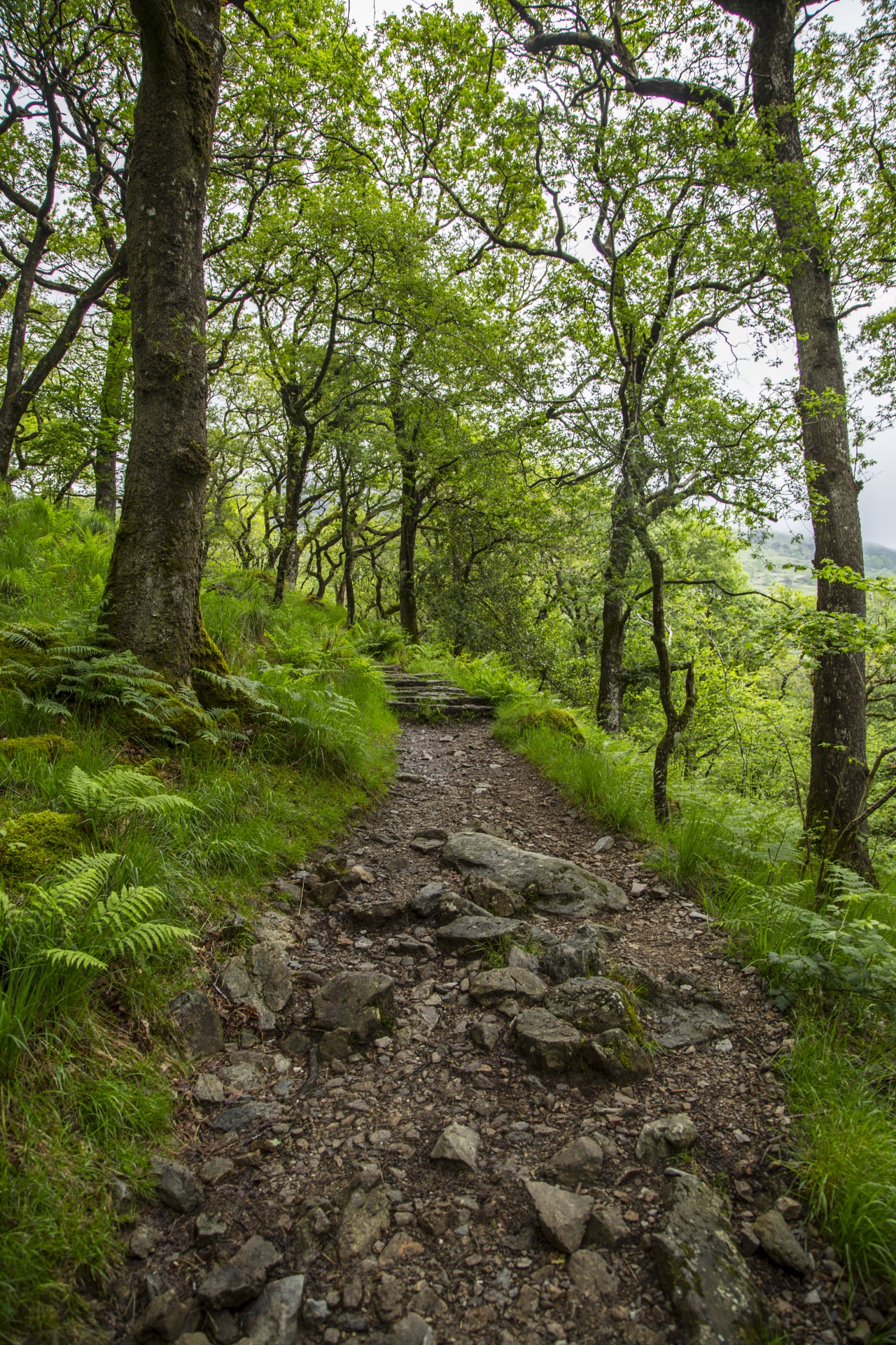 forest tree pathway free photo