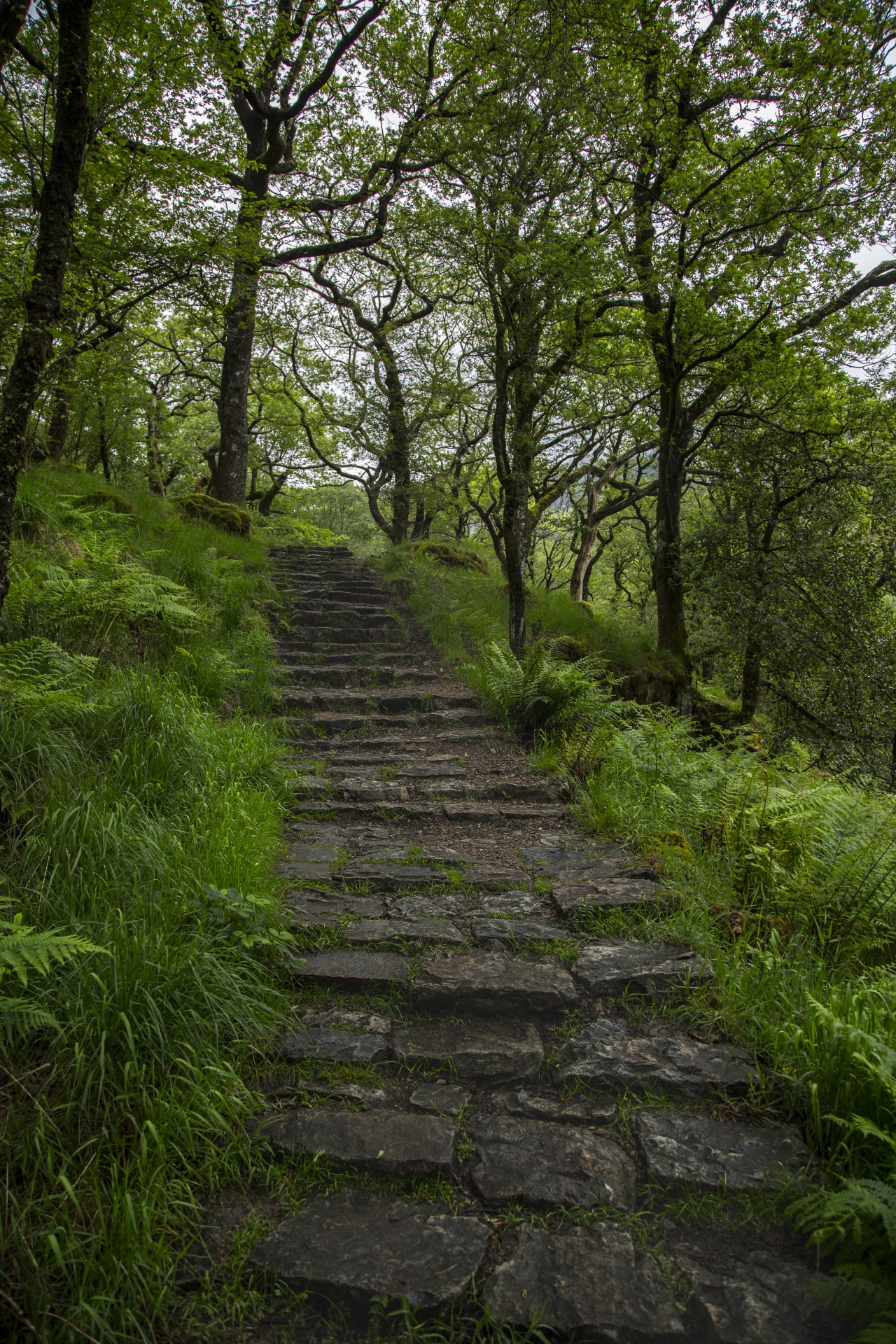 forest tree pathway free photo