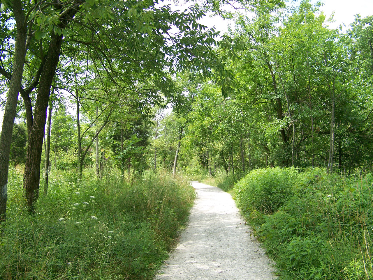 path trees woods free photo