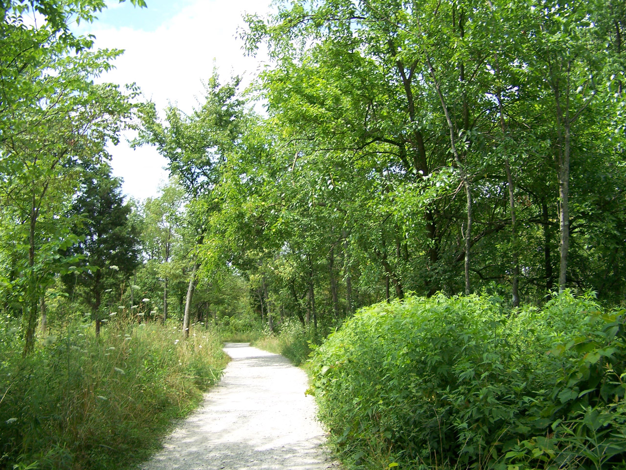 path trees woods free photo