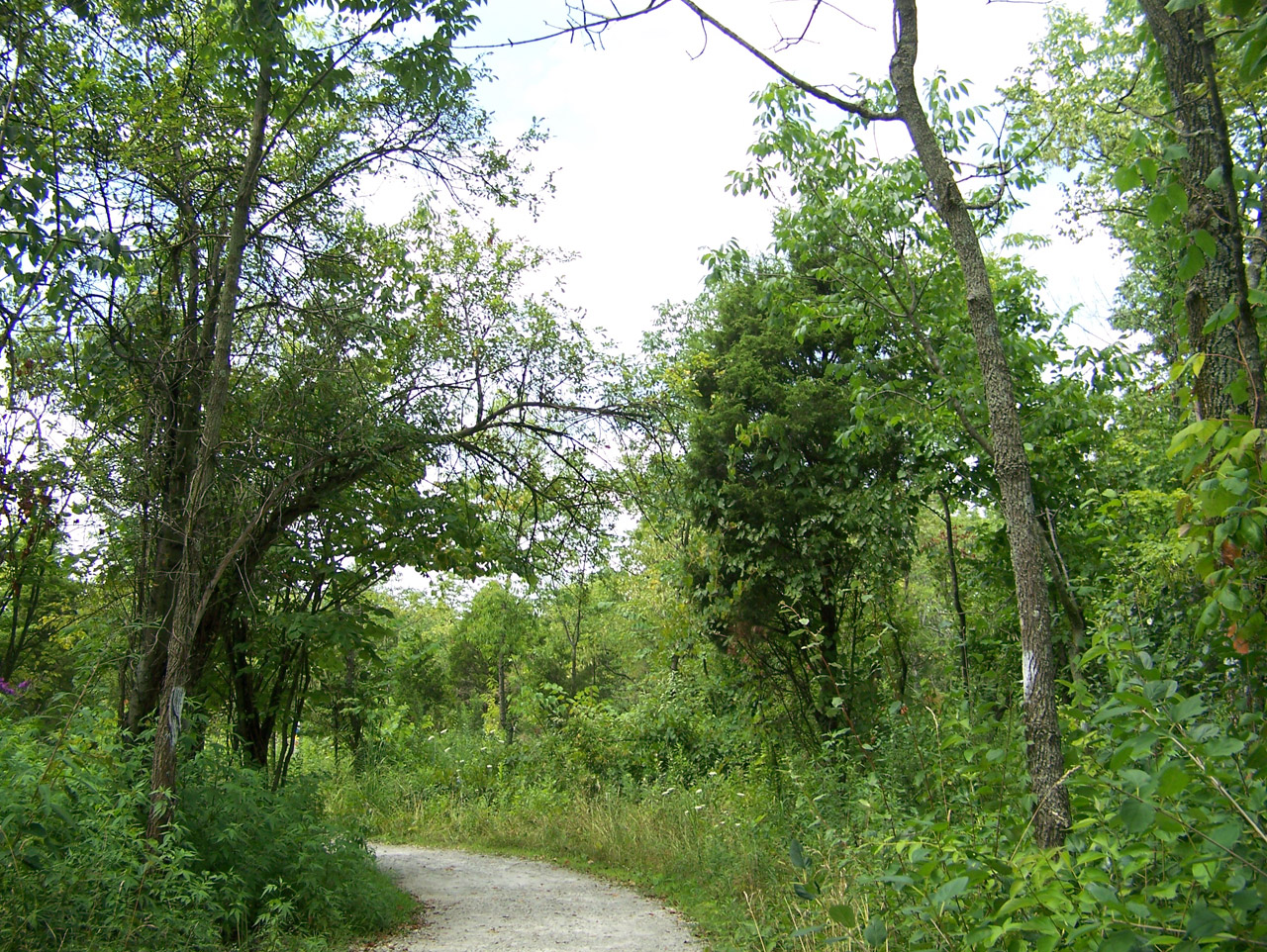 path trees woods free photo