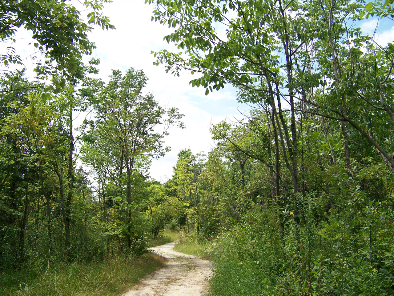 path trees woods free photo