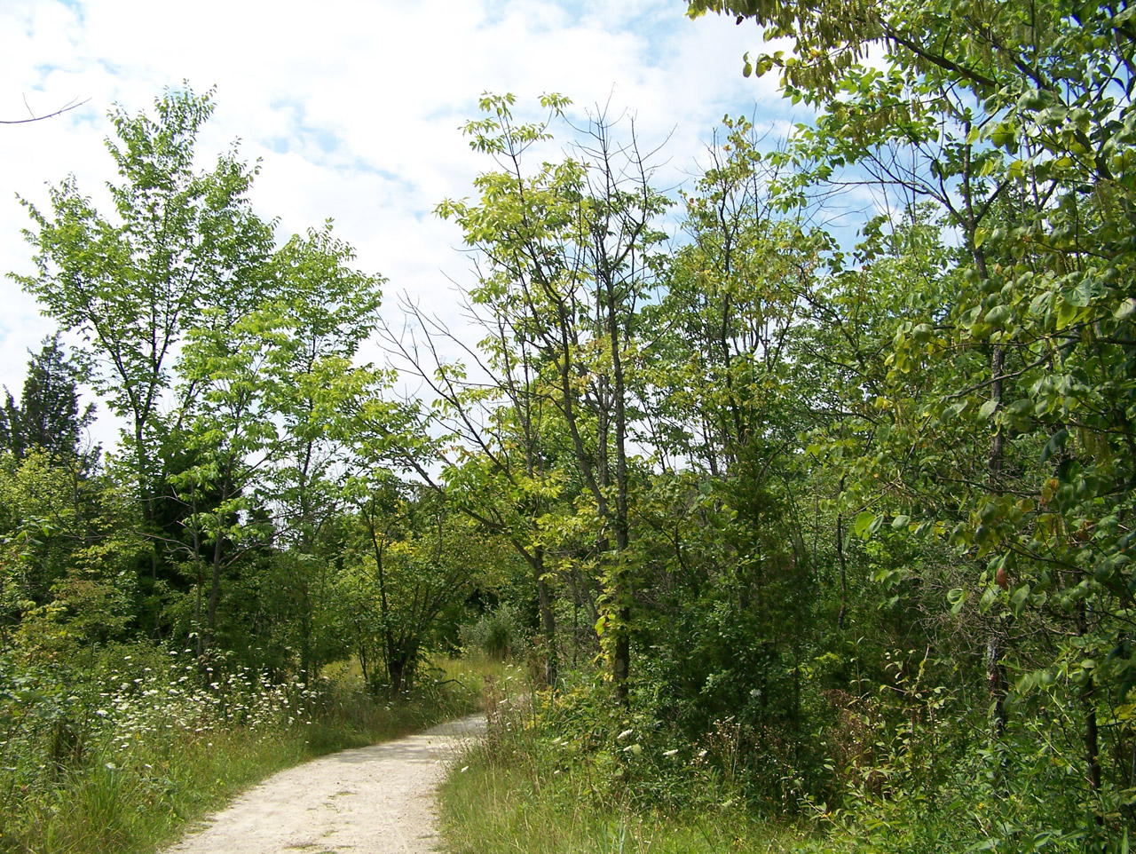 path trees woods free photo