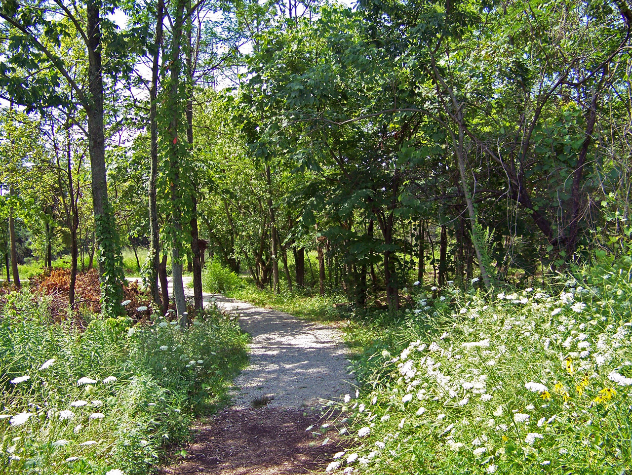 path trees summer free photo