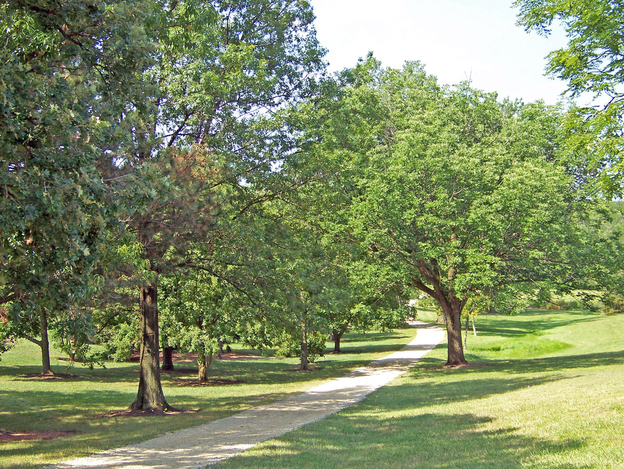 path trees park free photo