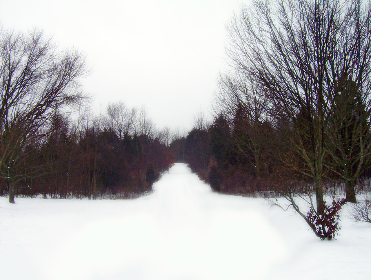 path woods trees free photo