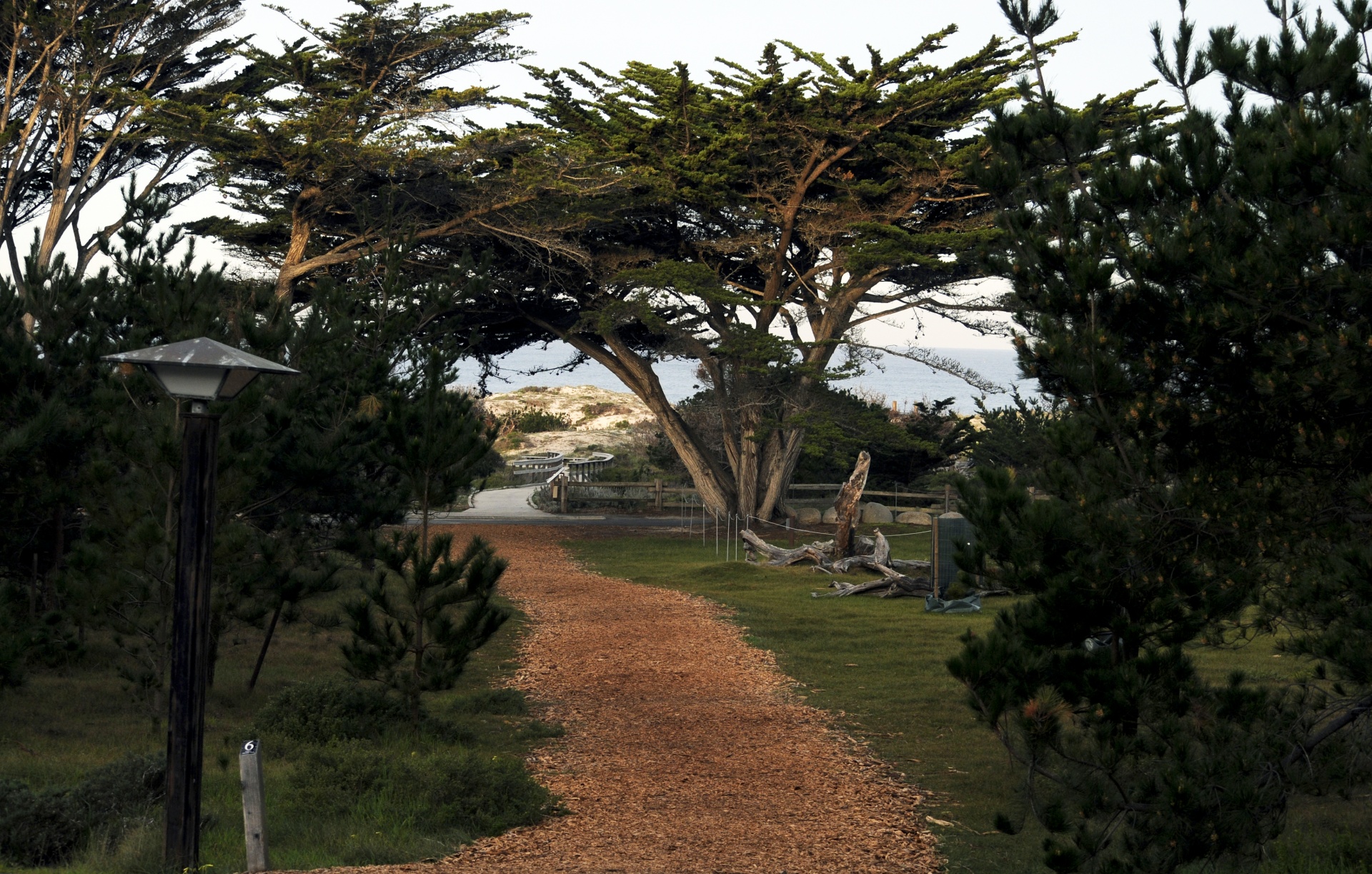 path ocean trees free photo