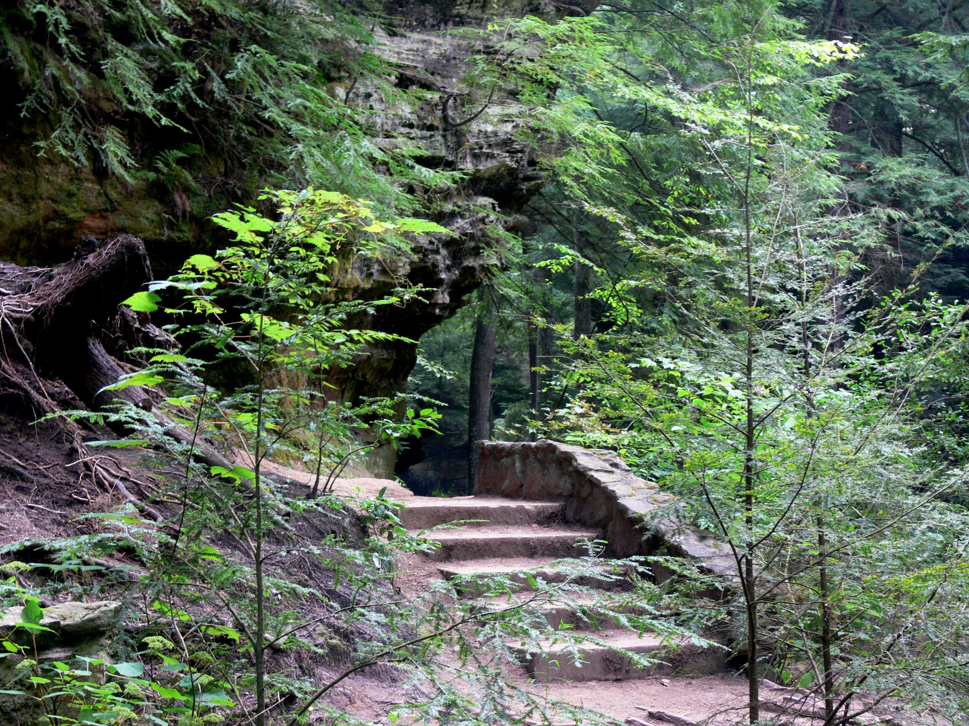 forest trees steps free photo