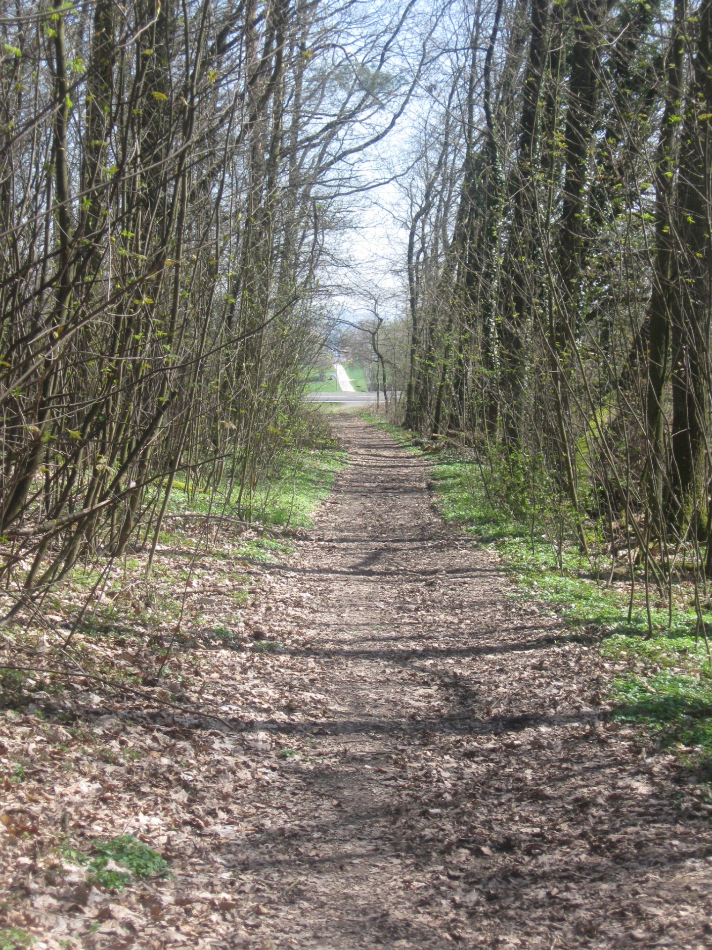 path green woods free photo