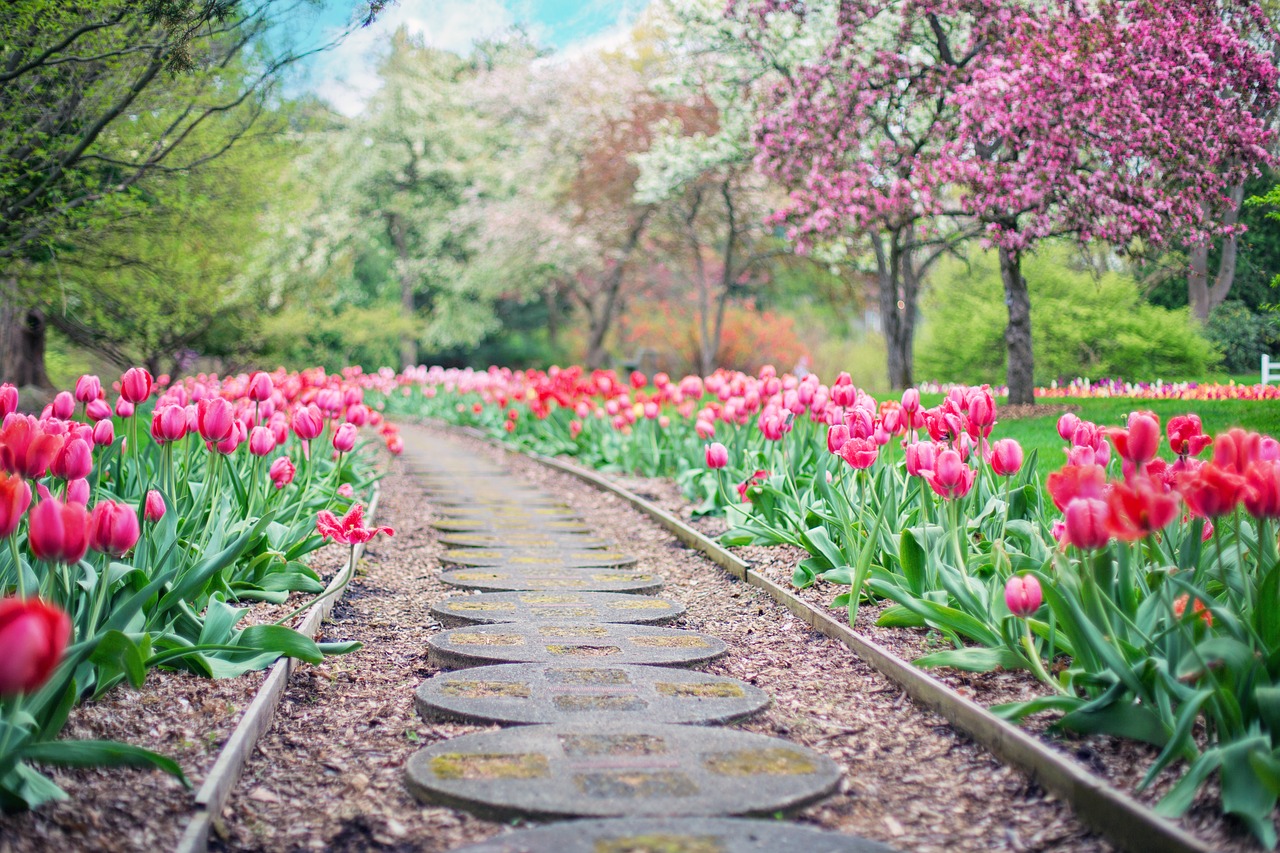 pathway path pink tulips free photo