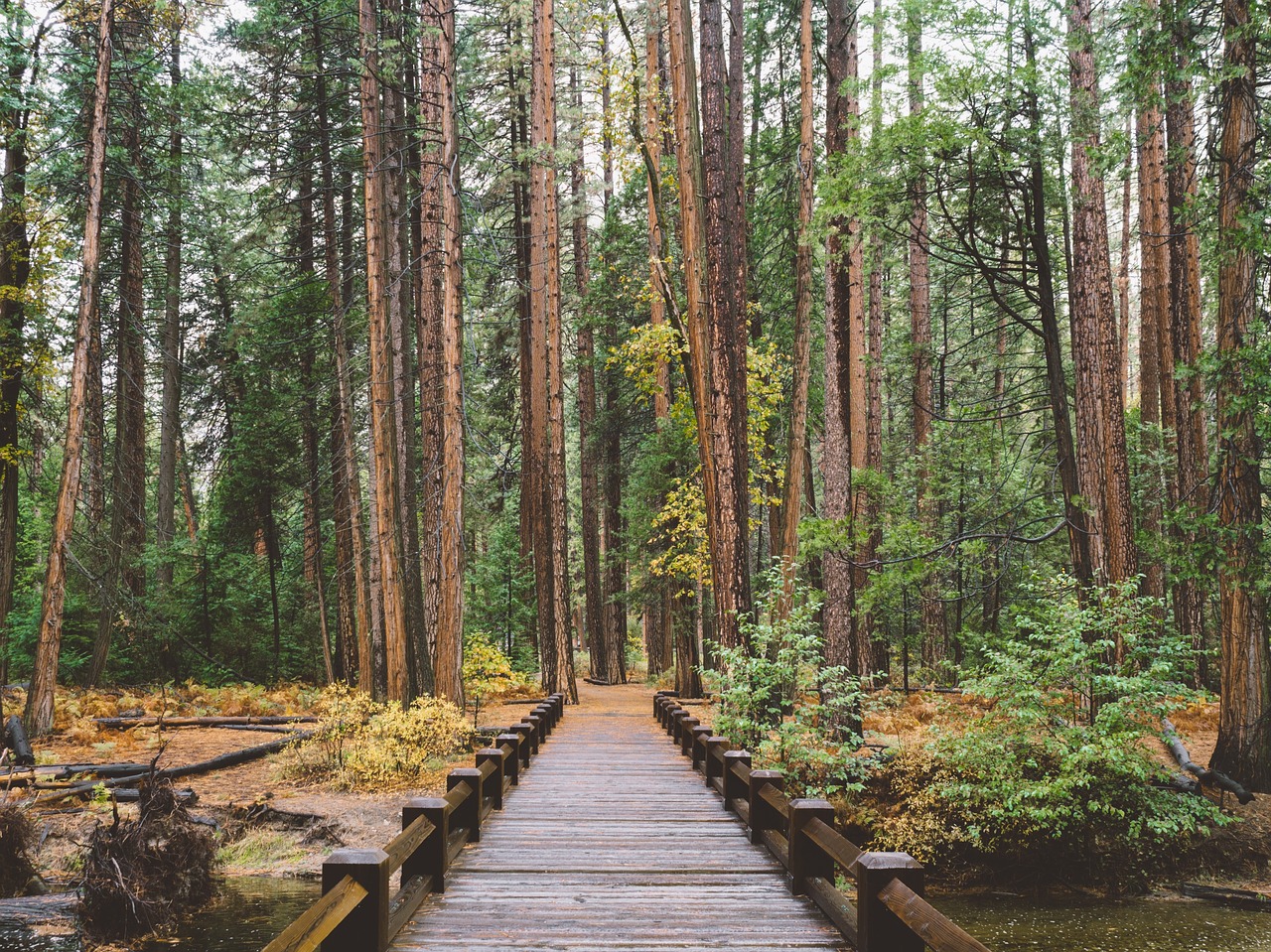 pathway bridge outdoor free photo