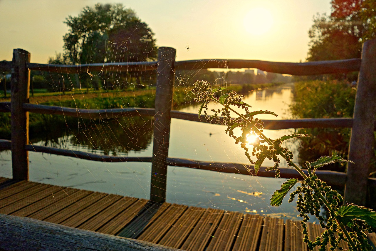 pathway bridge wood free photo