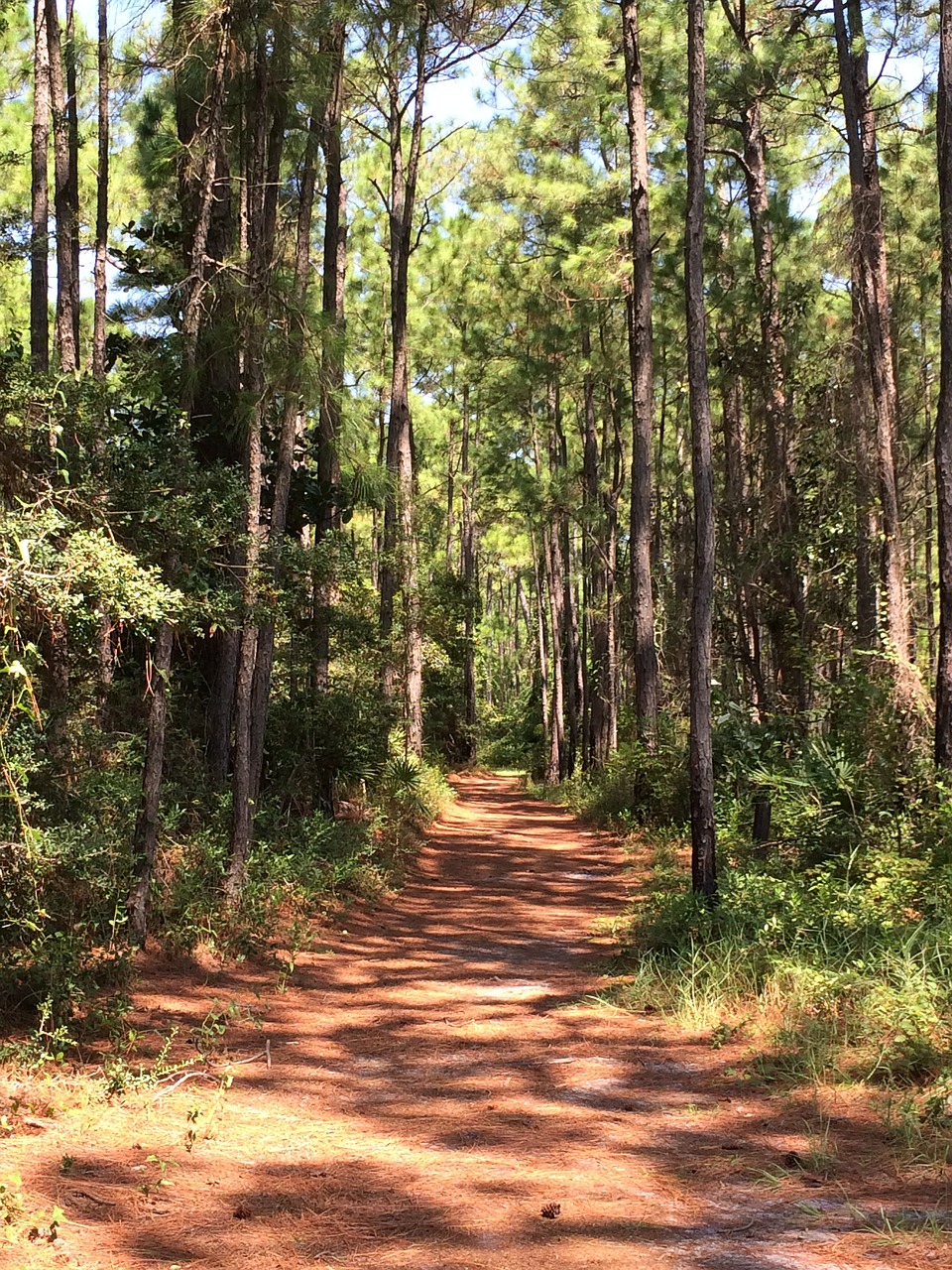 pathway nature outdoor free photo