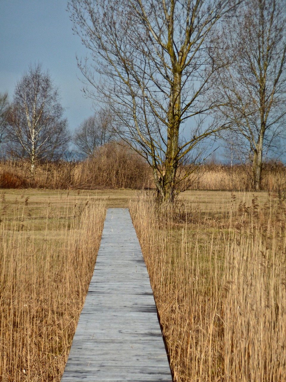 pathway  rural  grassland free photo