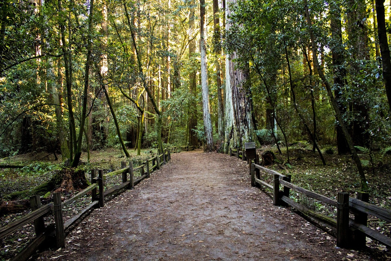 pathway footpath forest free photo