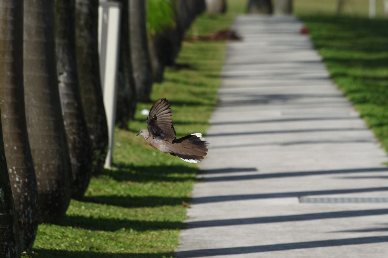 pathway bird infinite free photo