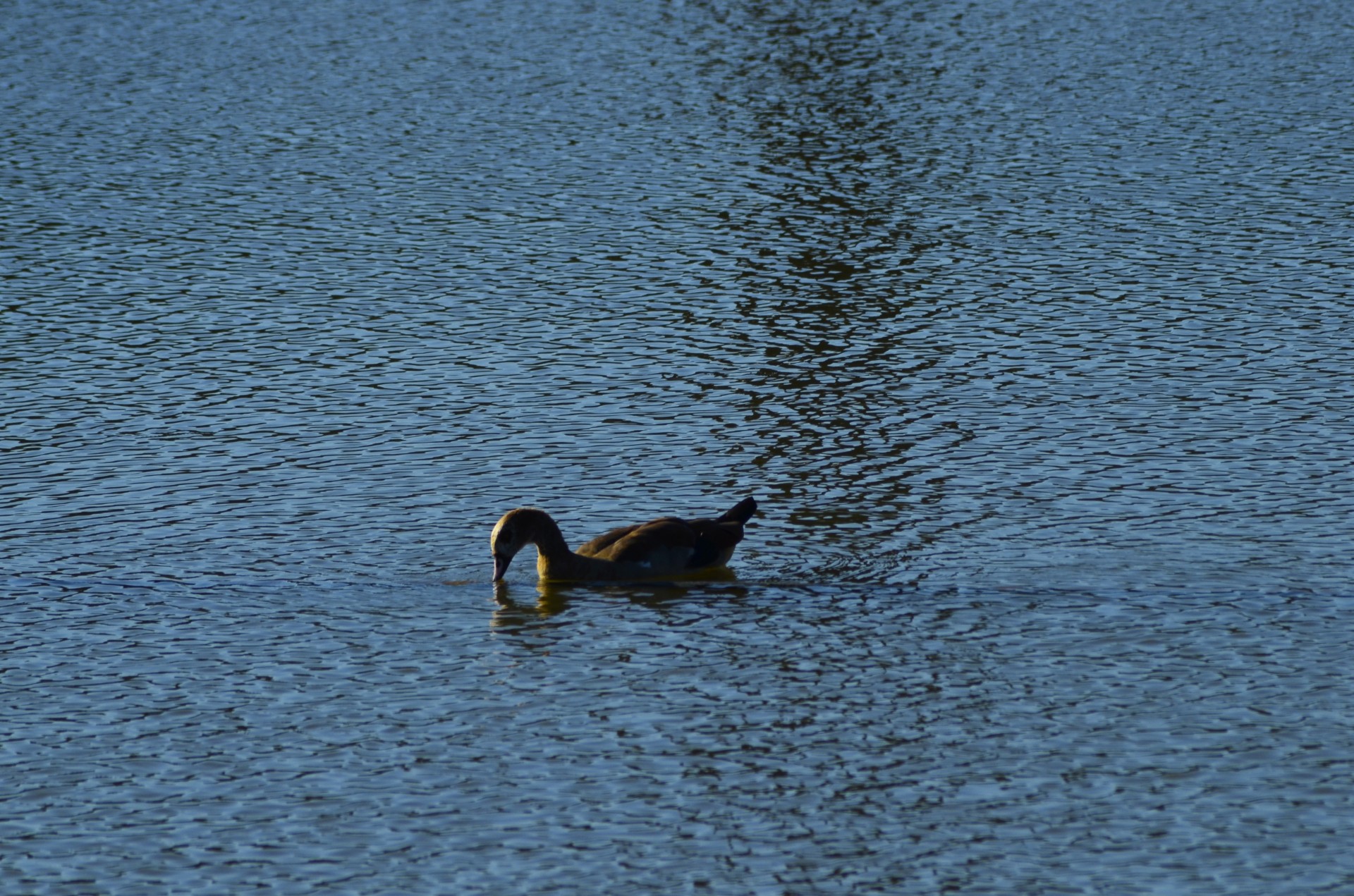 yellow duck yellow duck free photo