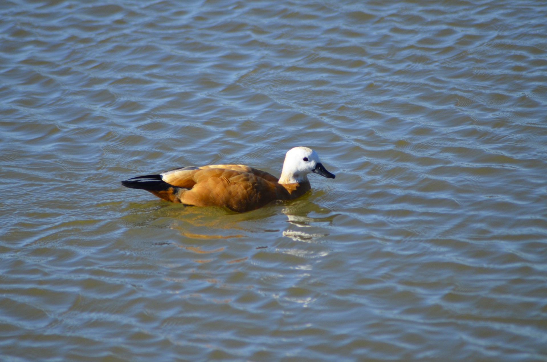 yellow duck yellow duck free photo