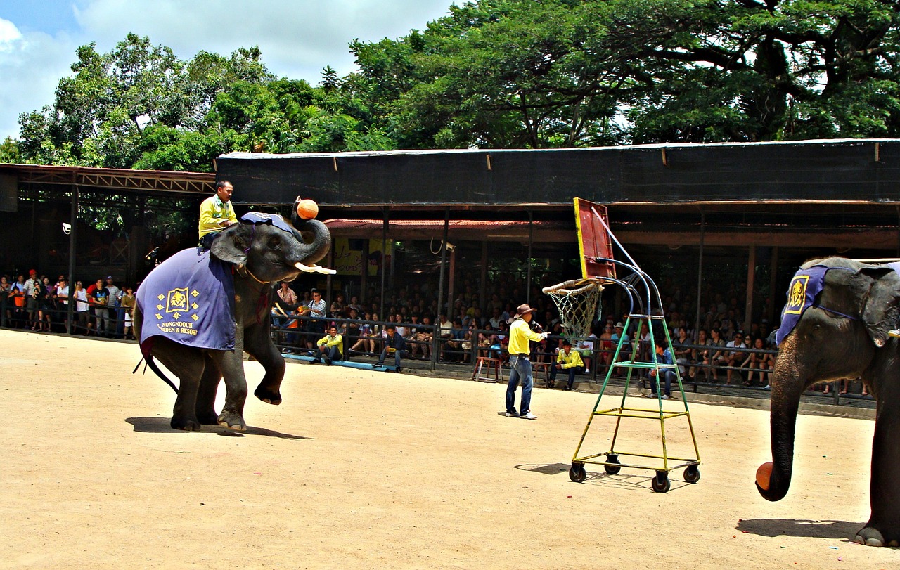 pattaya elephant show thailand free photo