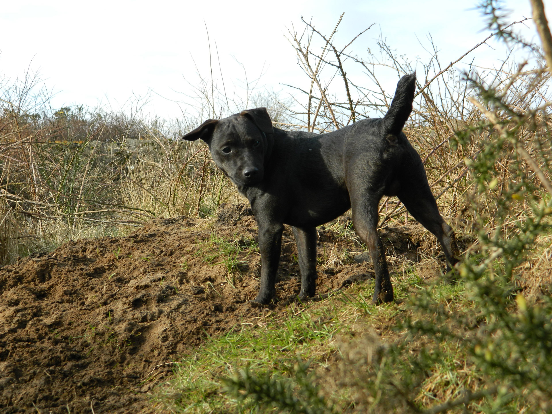 patterdale terrier hunting free photo