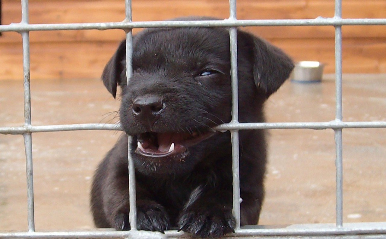 pup dog patterdale terrier free photo
