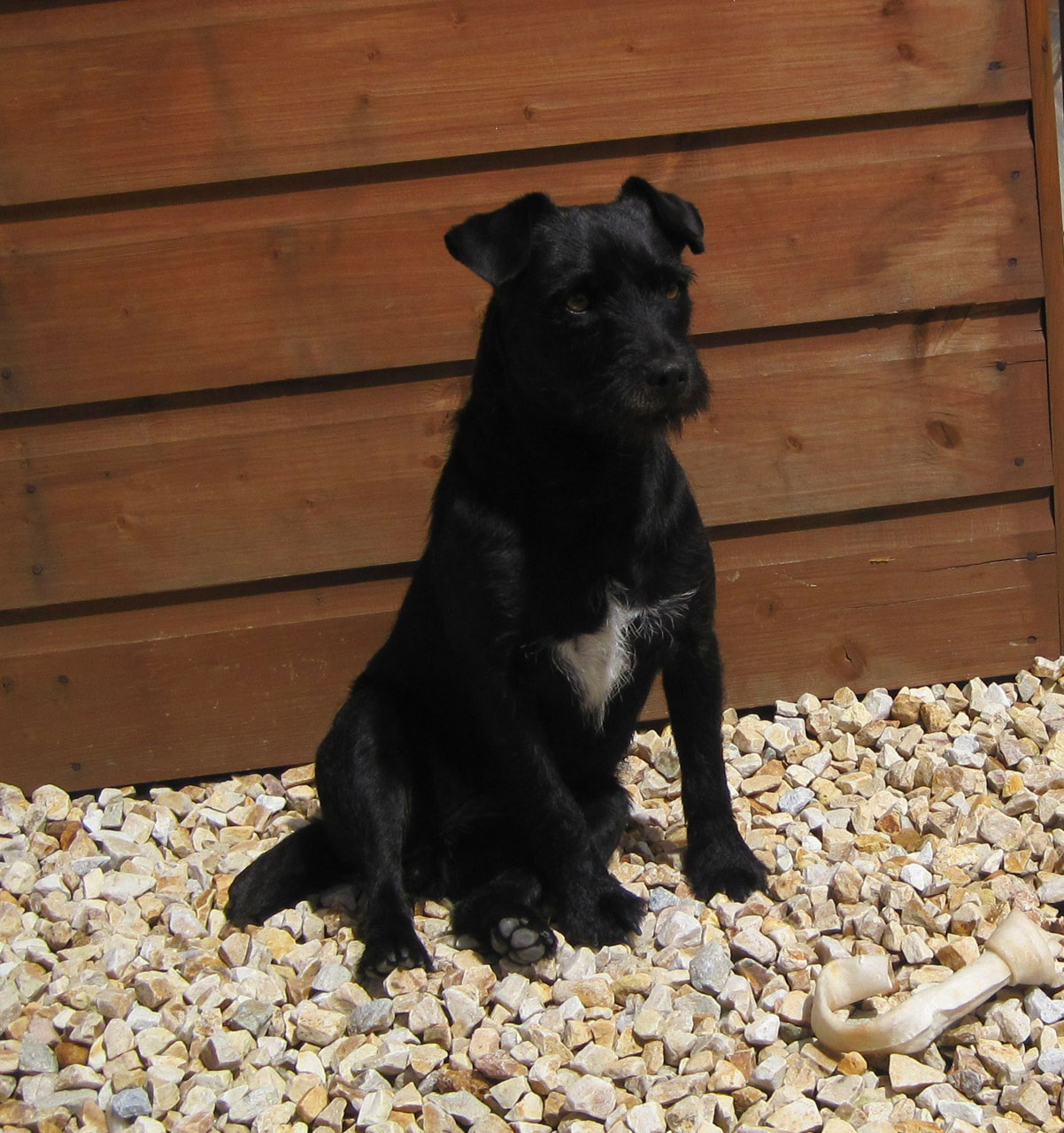 dog black terrier free photo