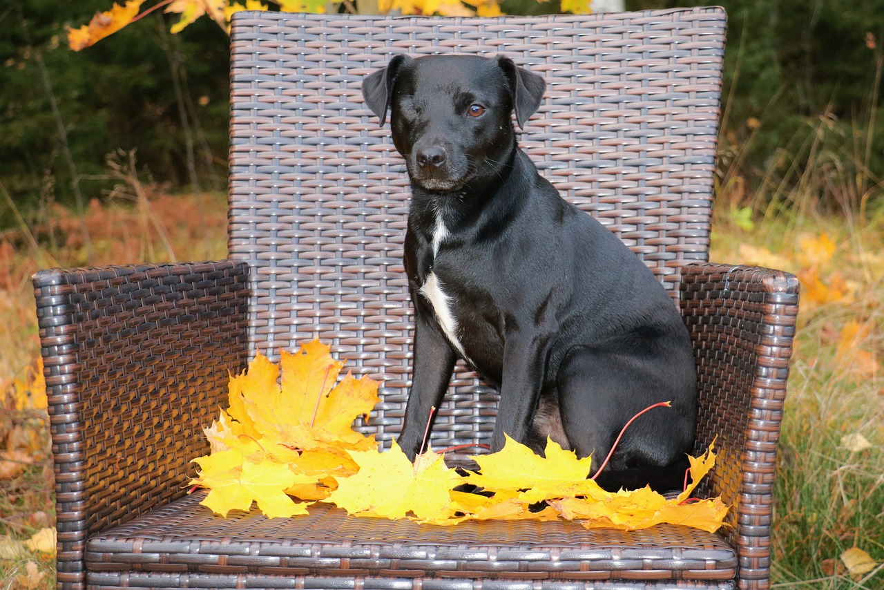 patterdale terrier terrier dog free photo
