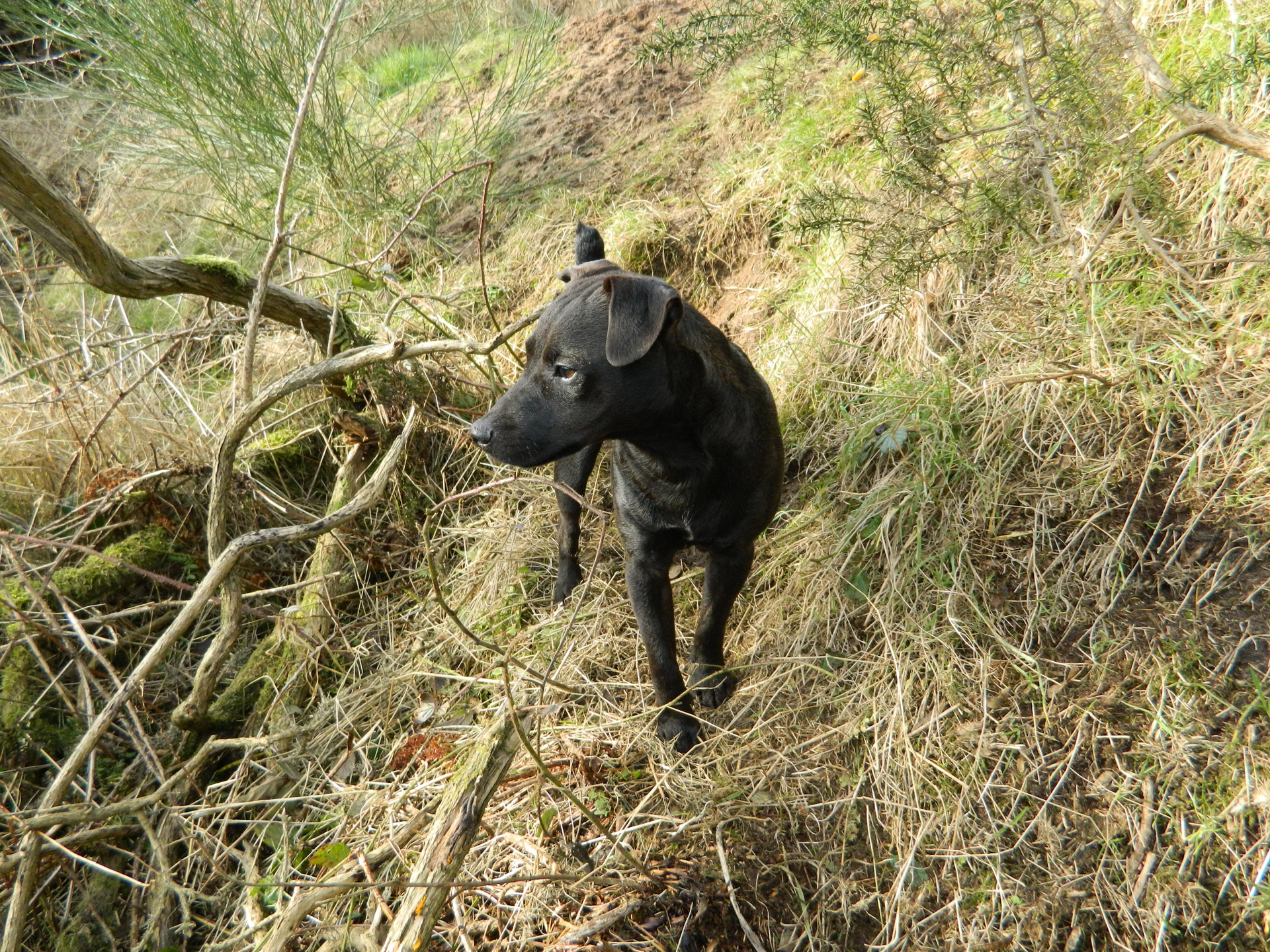 patterdale terrier hunting free photo