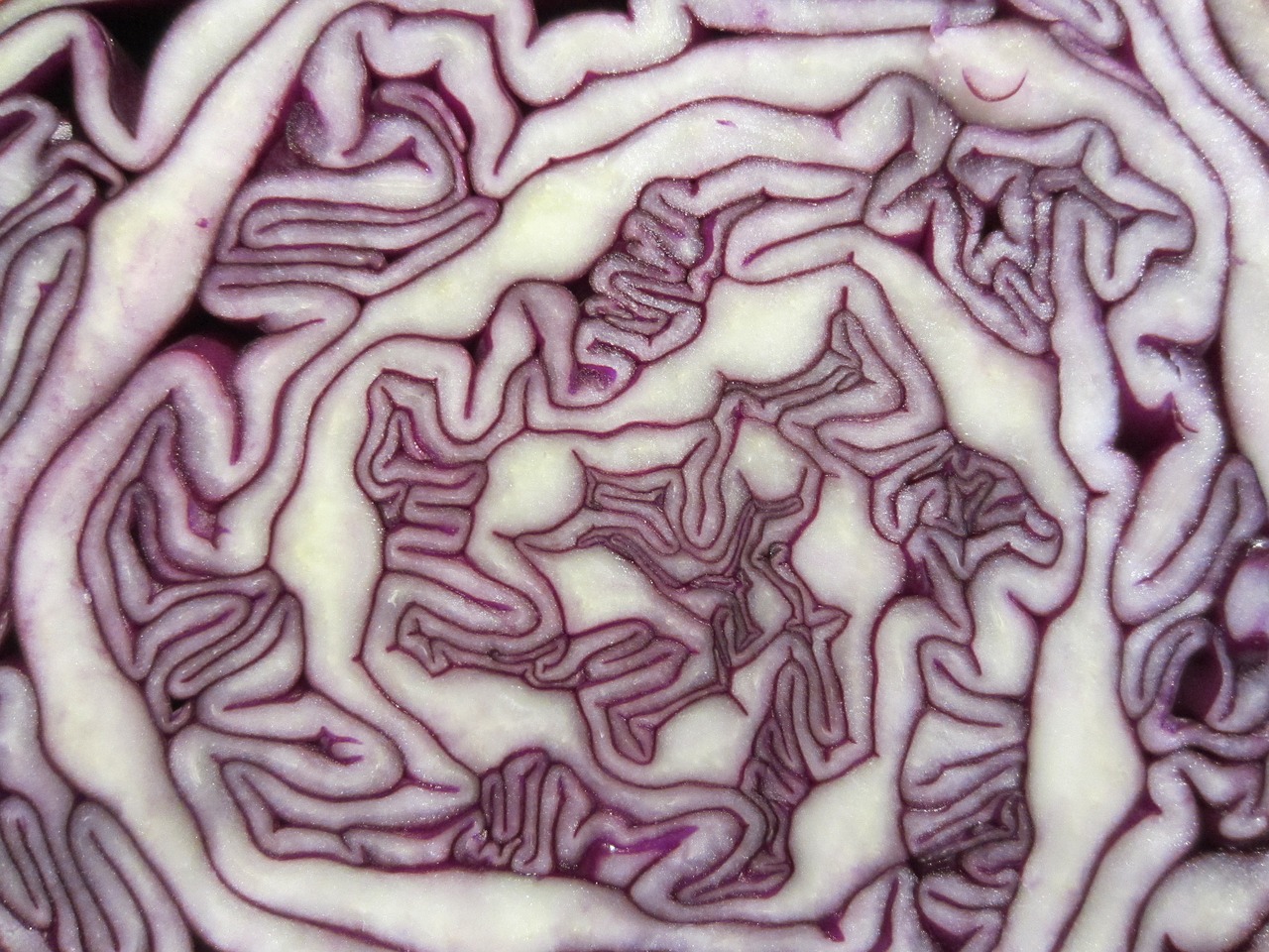pattern cabbage red cabbage free photo
