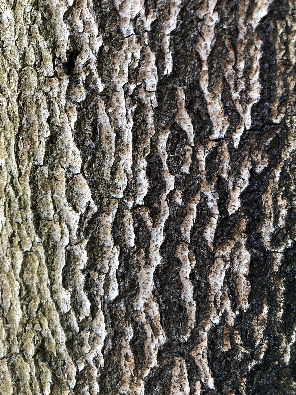 pattern bark wood free photo
