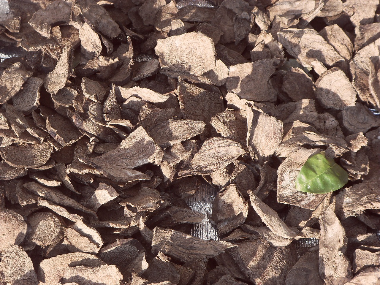 pattern green leaf free photo