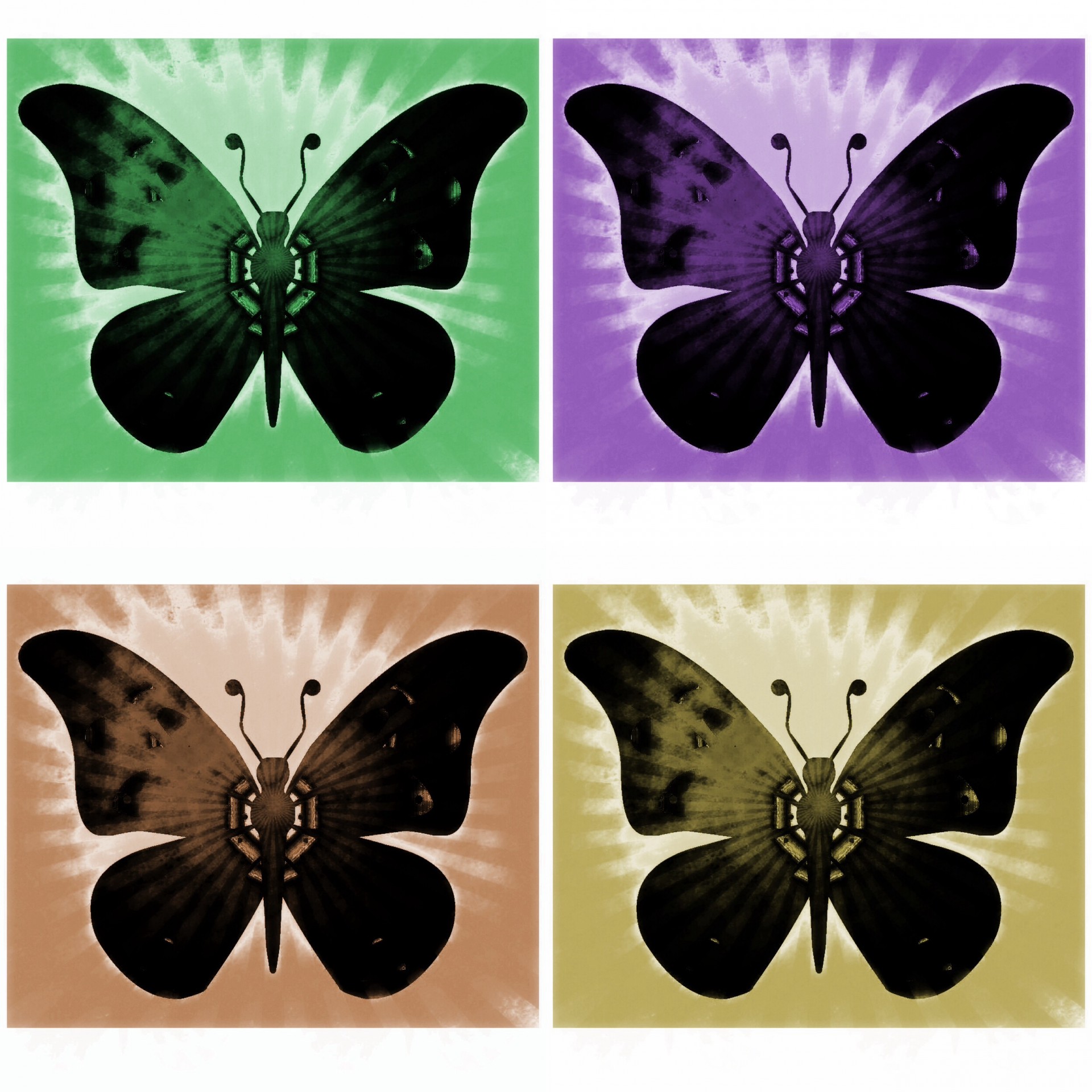 art butterfly astronira free photo