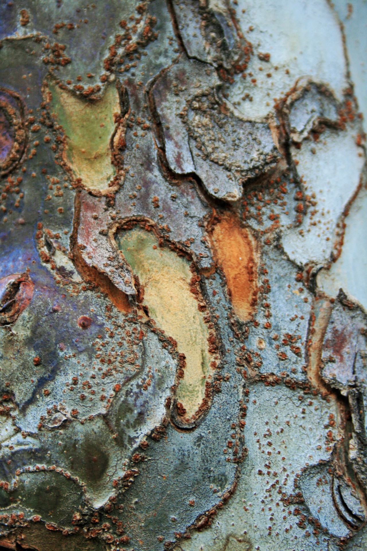 tree bark patterned free photo