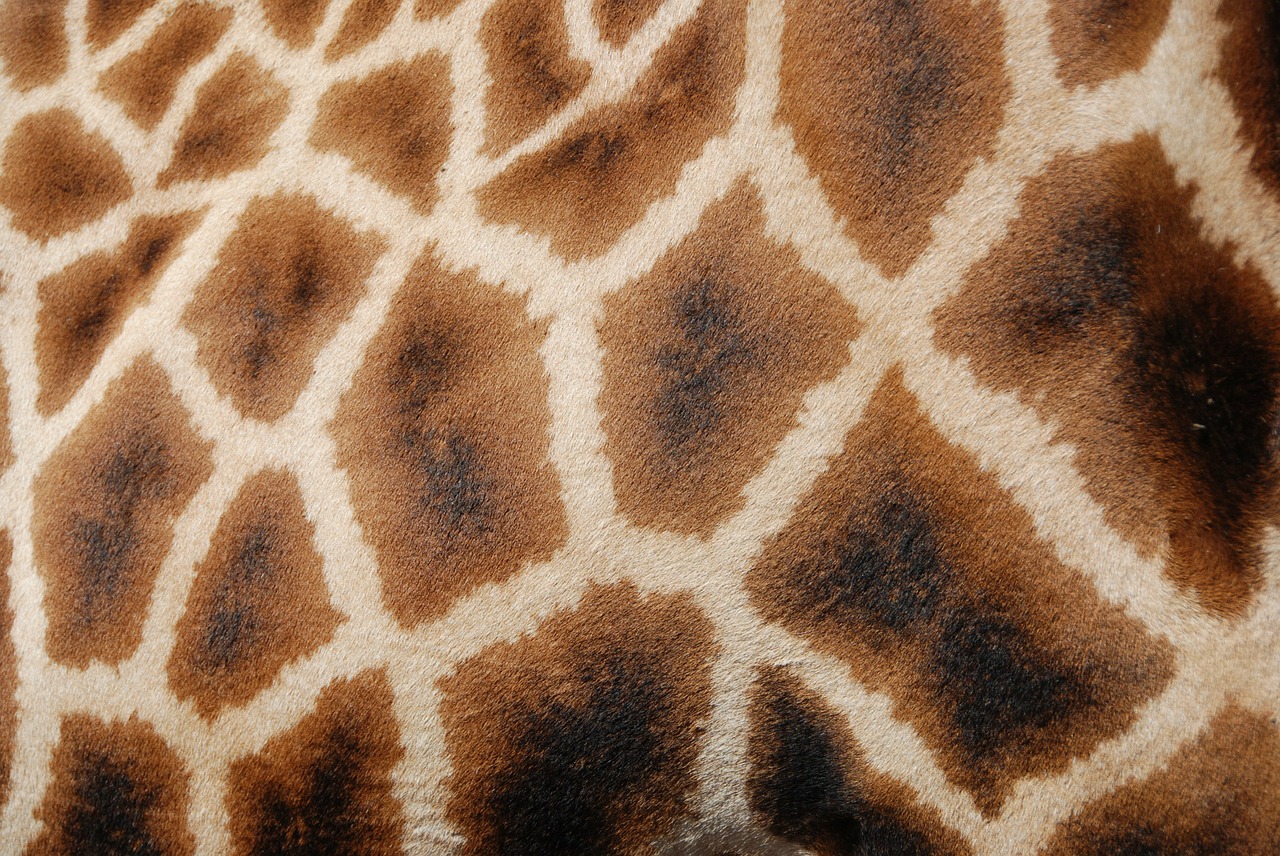 patterns giraffe reticulated giraffe free photo