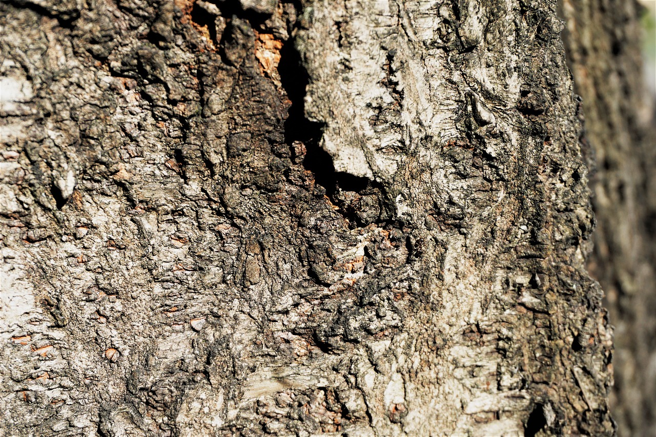 patterns  tree texture  rough surface free photo