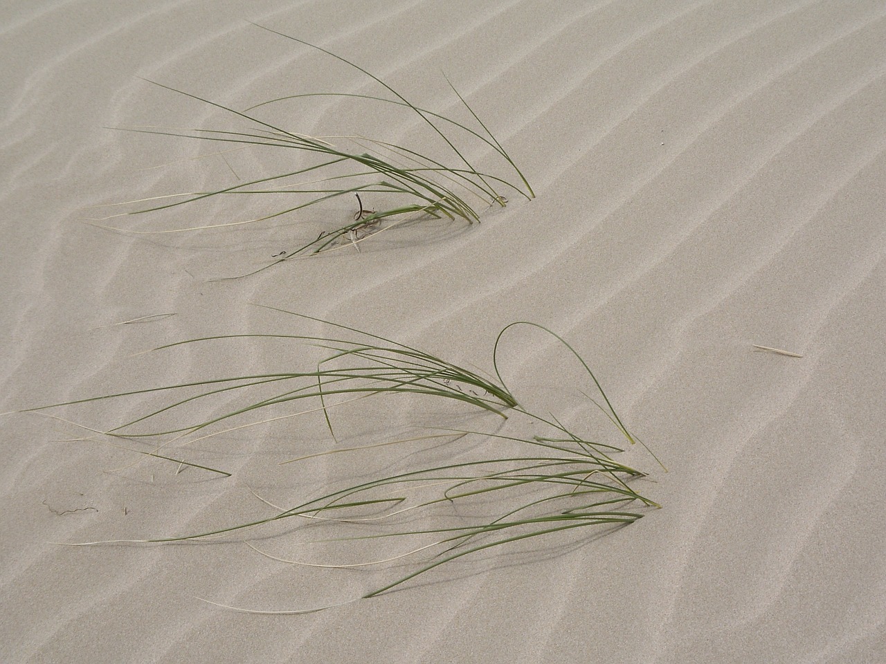 patterns sand grass free photo